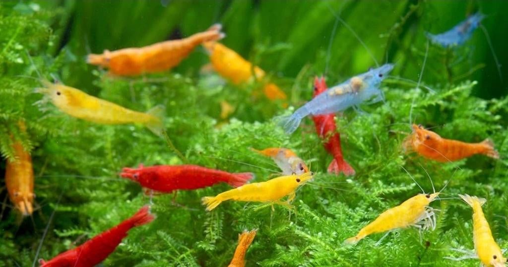 Garnalen, Dieren en Toebehoren, Vissen | Aquariumvissen, Kreeft, Krab of Garnaal