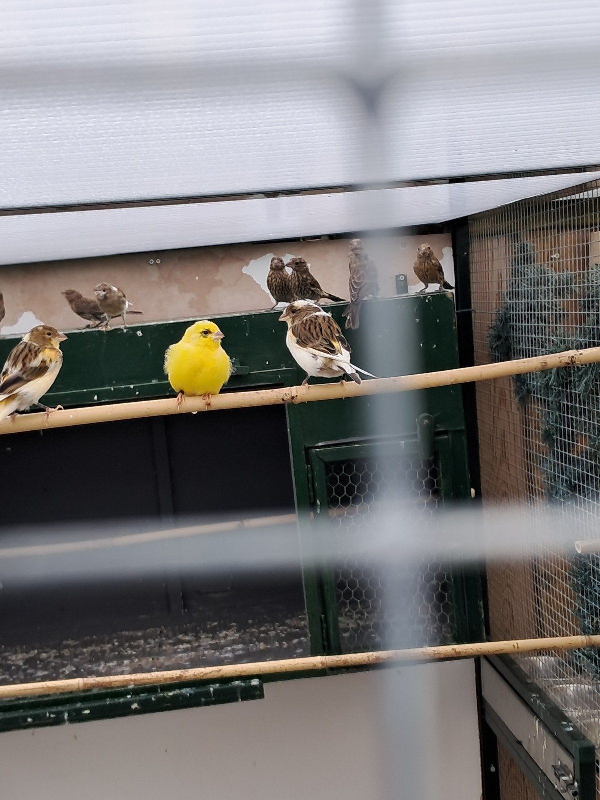 mexicaanse roodmussen, Meerdere dieren, Kleurkanarie