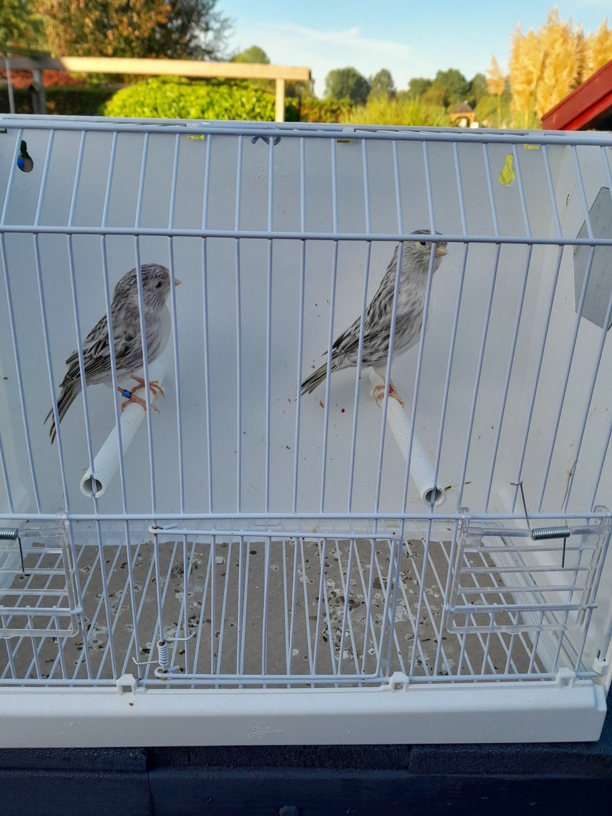 Agaat topaas geel mozaïek, Dieren en Toebehoren, Meerdere dieren, Kleurkanarie