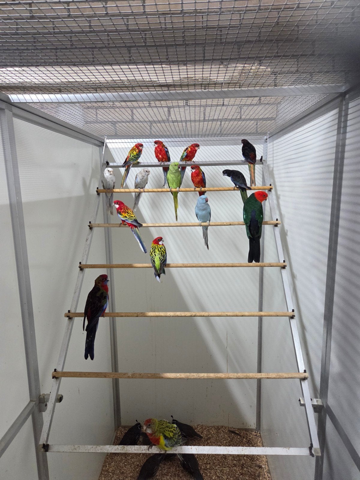 pracht rosela.s, Dieren en Toebehoren