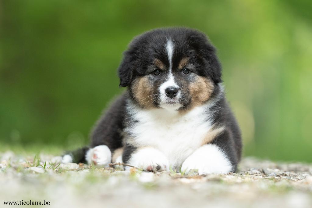 Australische herder pups met stamboom, Parvo, België, Particulier, 8 tot 15 weken