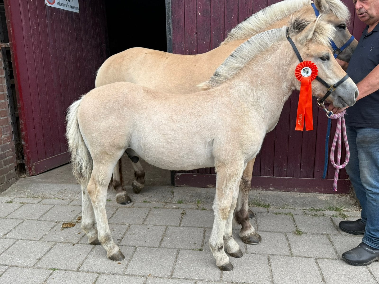 Fjordenhengstveulen vader Walter, Dieren en Toebehoren, Paarden, Hengst, Met stamboom, 0 tot 2 jaar