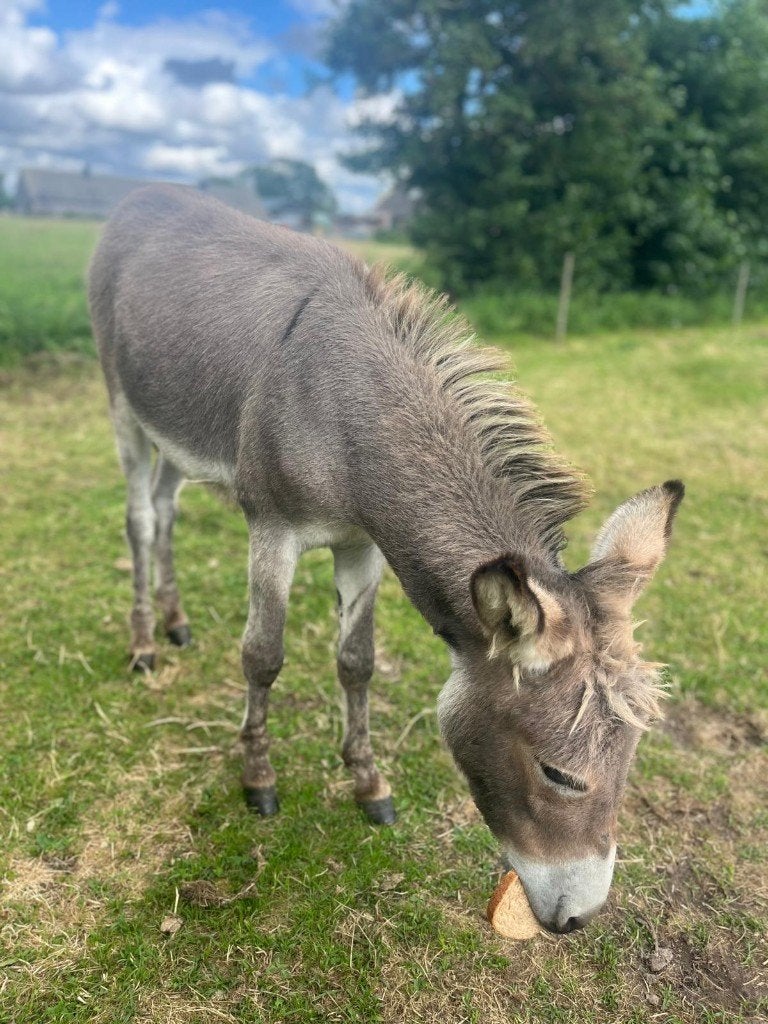 Nieuwsgierige jonge ezelhengst te koop, Dieren en Toebehoren, Juni, Mannelijk