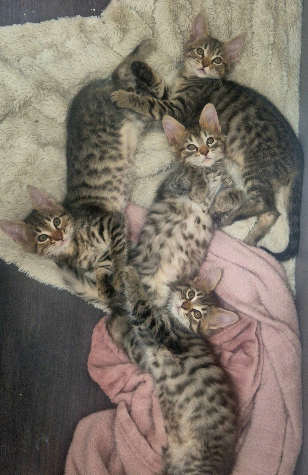 super mooie kittens kruising bengaal bengaalse x maincoon
z, Meerdere dieren, Ontwormd