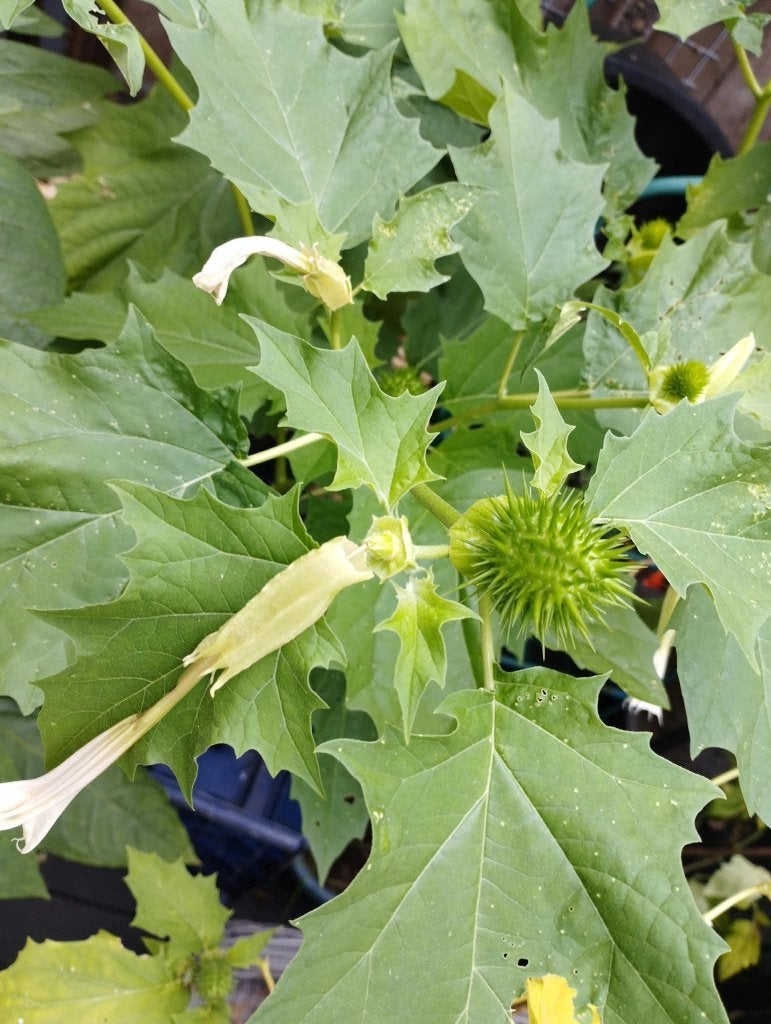 Doornappel (Datura stramonium) zaden, Ophalen of Verzenden, Volle zon, Zaad