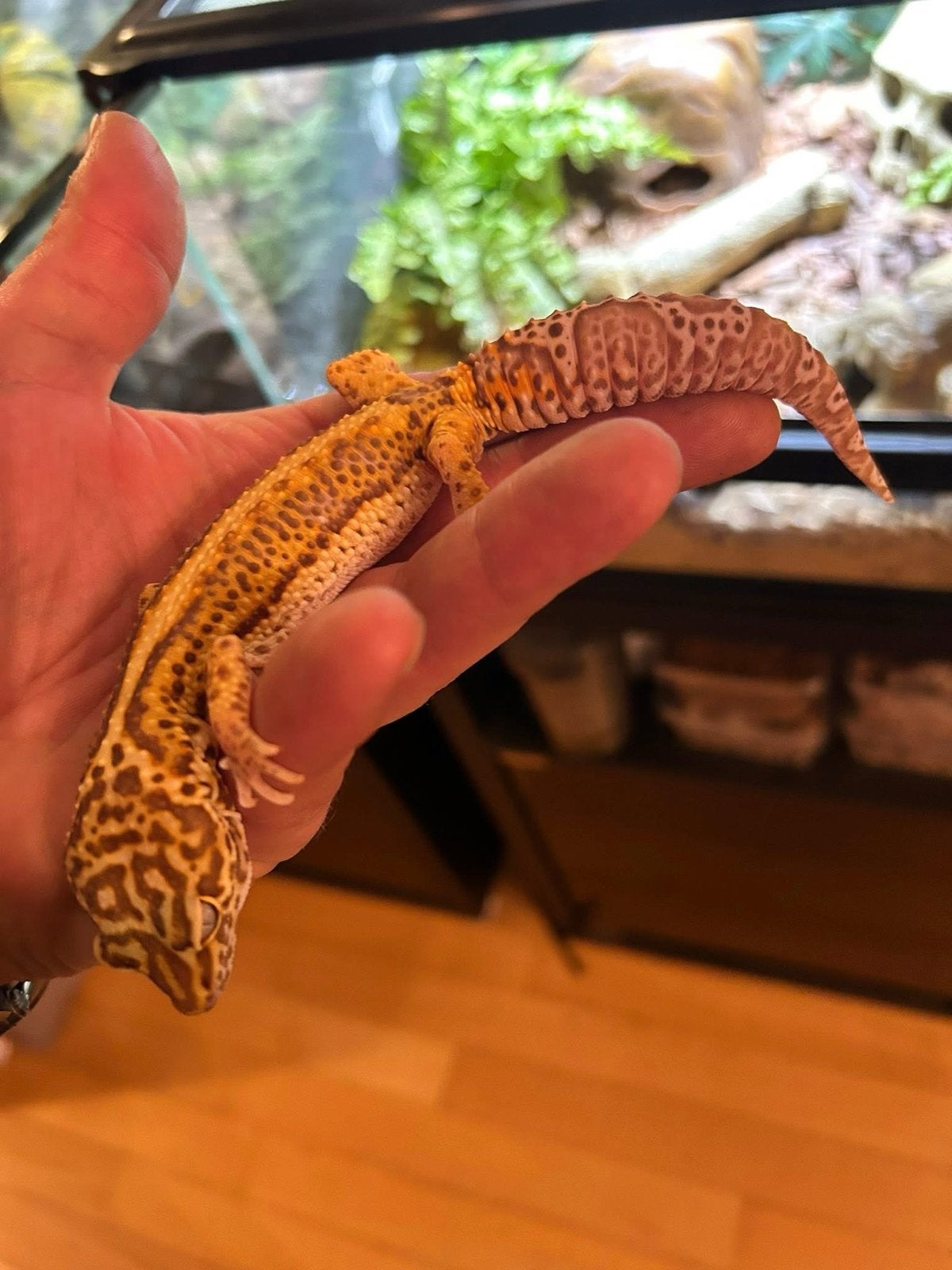 Luipaardgekko Stripe / Reverse Stripe - Tangerine / Mandarin Leopard Gecko photo 3