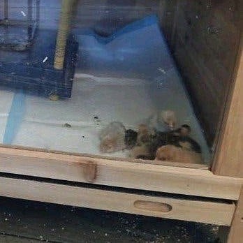 Chinese dwergkwartels, Dieren en Toebehoren, Geslacht onbekend, Overige soorten