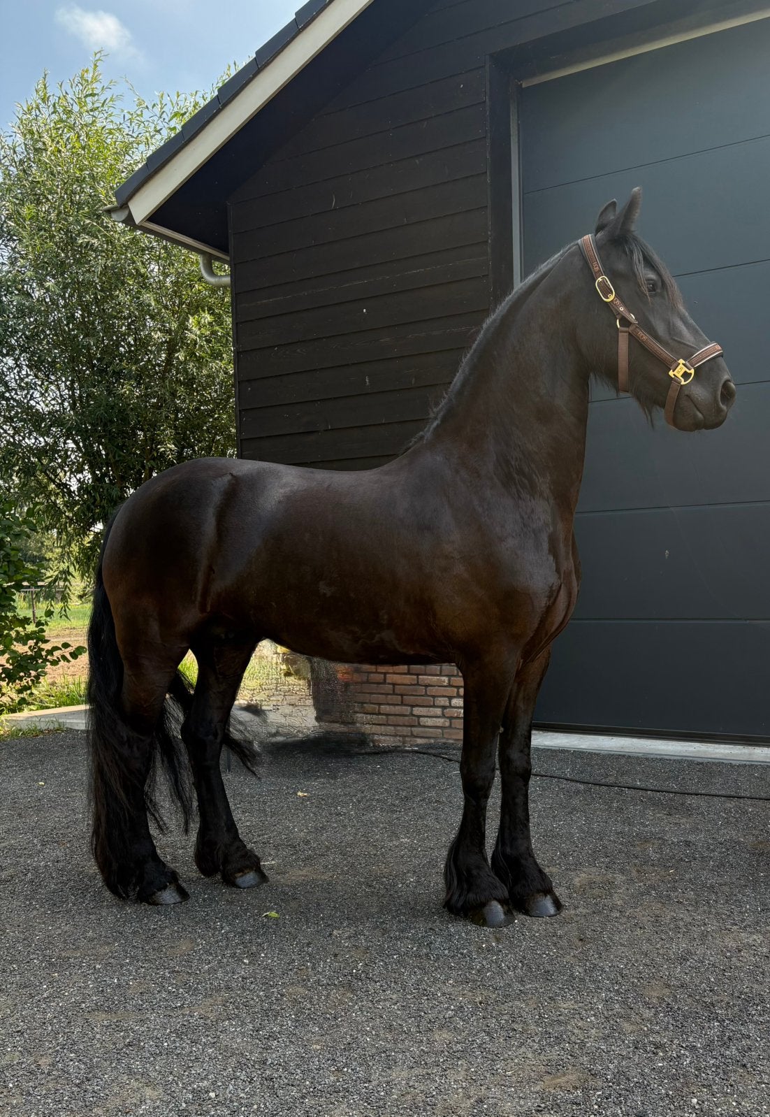 Friese paarden merrie en hengst, Minder dan 160 cm, B, 3 tot 6 jaar, Recreatiepaard