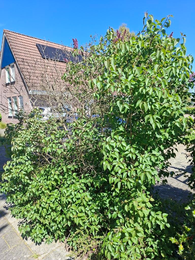 Sering, gratis, zelf uitgraven, Overige soorten, Lente, 100 tot 250 cm, Ophalen