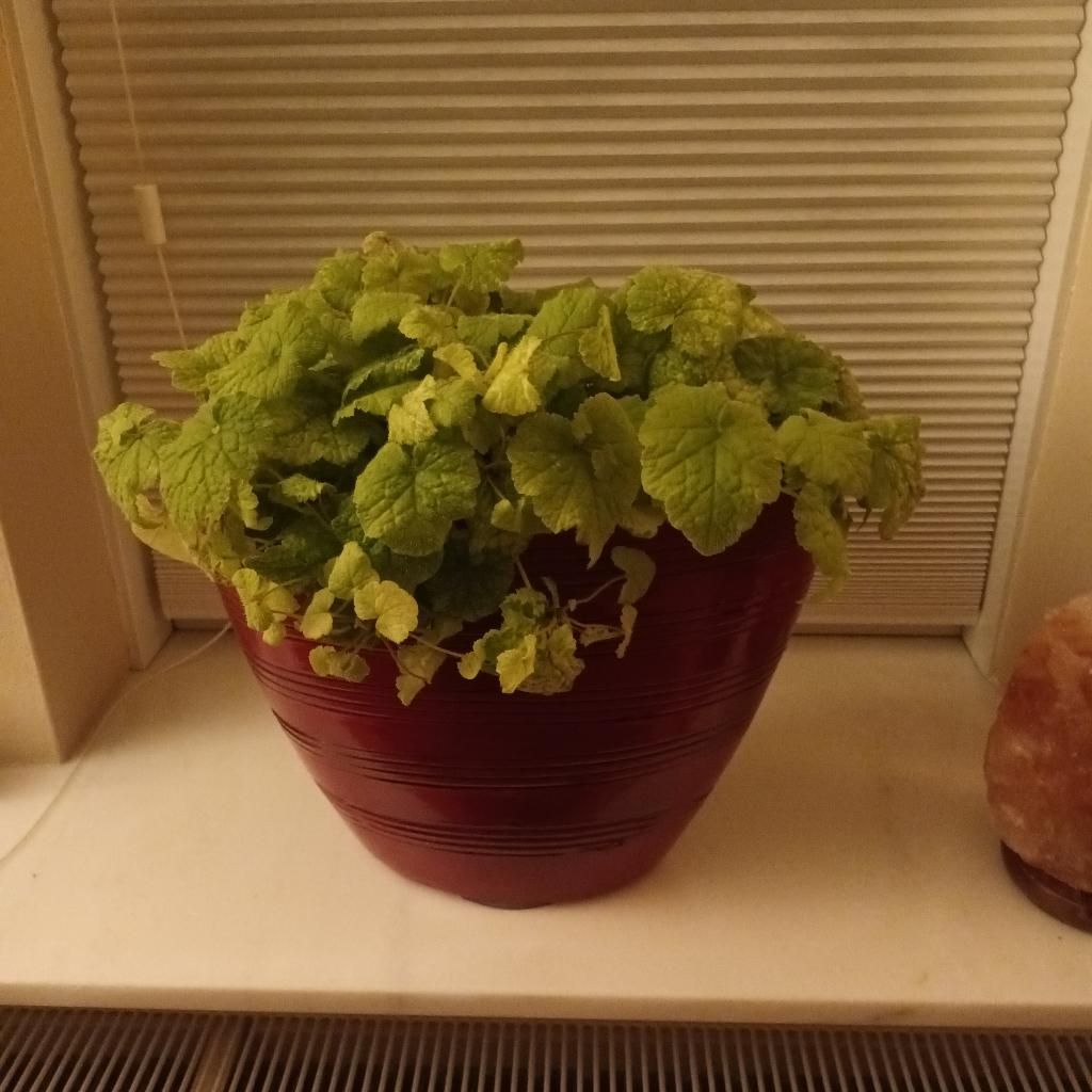 Kamerplanten, Huis en Inrichting, Kamerplanten, Ophalen, In pot, Halfschaduw, Minder dan 100 cm