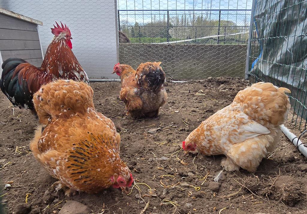 3 cochin hennen, Dieren en Toebehoren, Pluimvee, Vrouwelijk, Kip