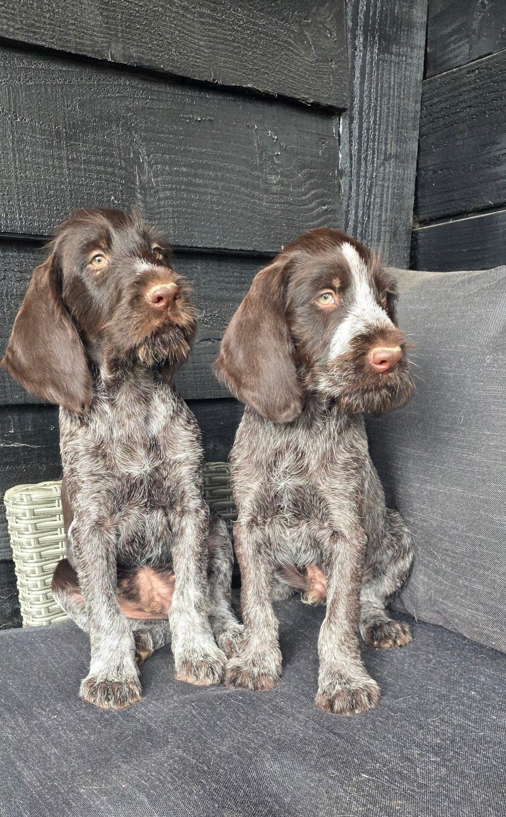 Duitse staande draadhaar pups met FCI stamboom., Dieren en Toebehoren, Duitse Staande hond, CDV (hondenziekte), 8 tot 15 weken