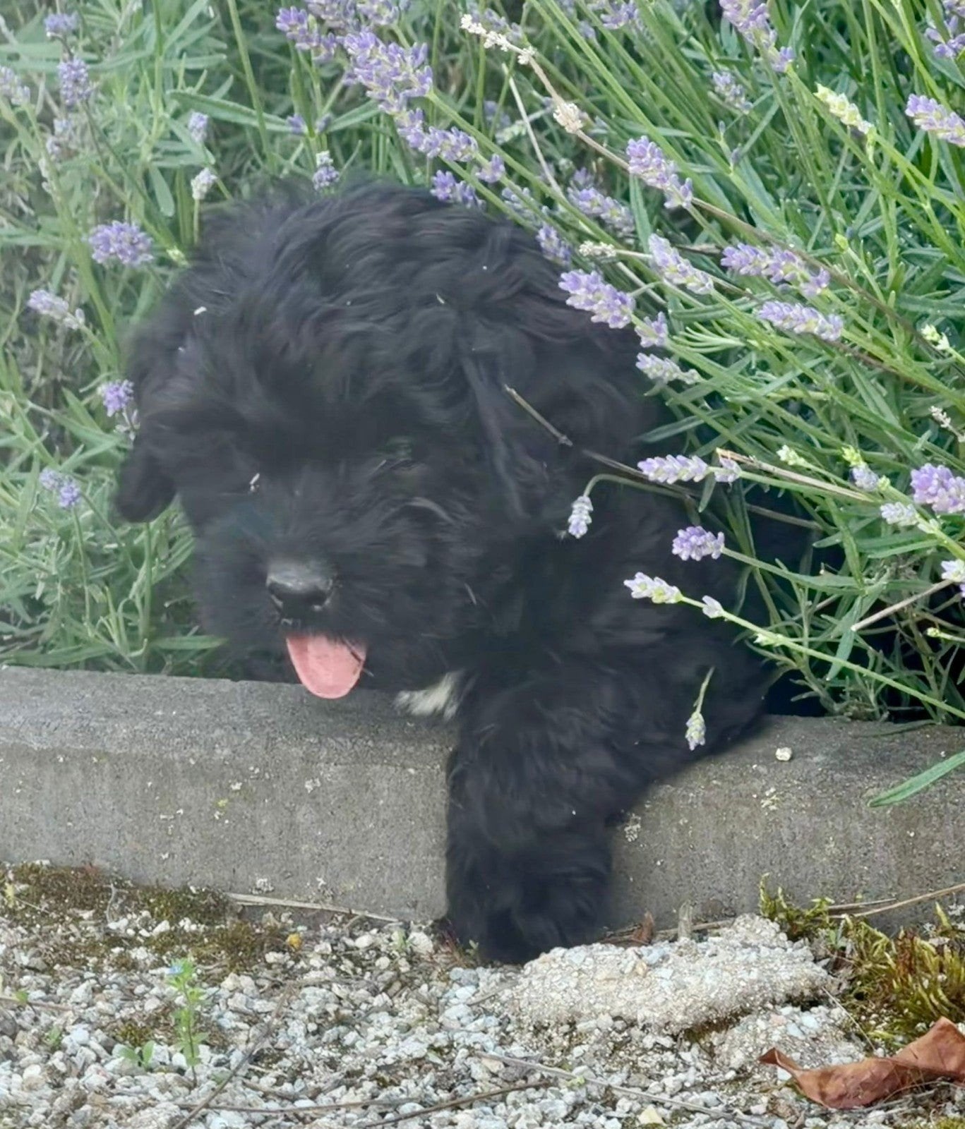 Boomer pups, Dieren en Toebehoren, Honden | Chihuahua's en Gezelschapshonden, Parvo, Nederland, Overige rassen, 8 tot 15 weken