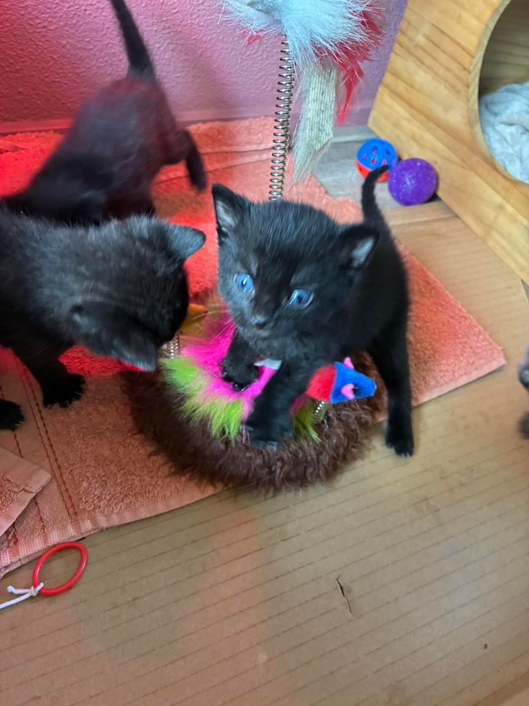 Te koop ragdoll/britsekorthaar kittens, Dieren en Toebehoren, Meerdere dieren, 0 tot 2 jaar