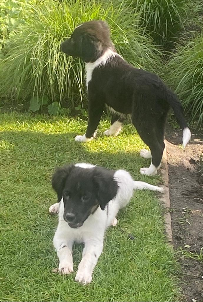 Vrolijke en speelse BORDER COLLIE x FRIESE STABIJ pups, Parvo, Nederland, 8 tot 15 weken, Meerdere