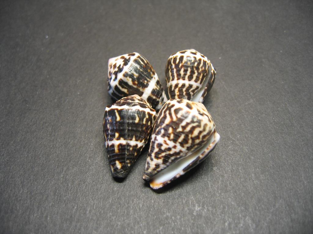 Schelpen: Conus chaldaeus  Röding,  1798., Ophalen of Verzenden, Schelp(en)