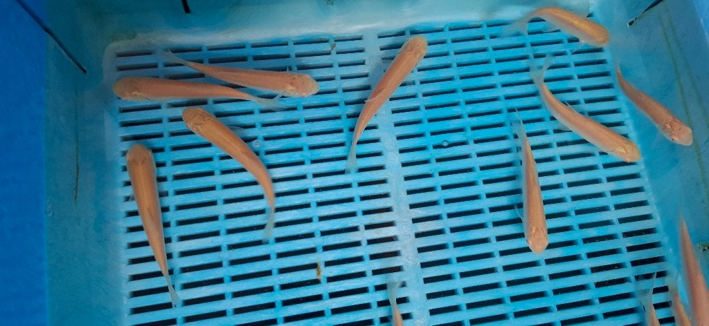 Albino Graskarpers, Dieren en Toebehoren, Overige soorten