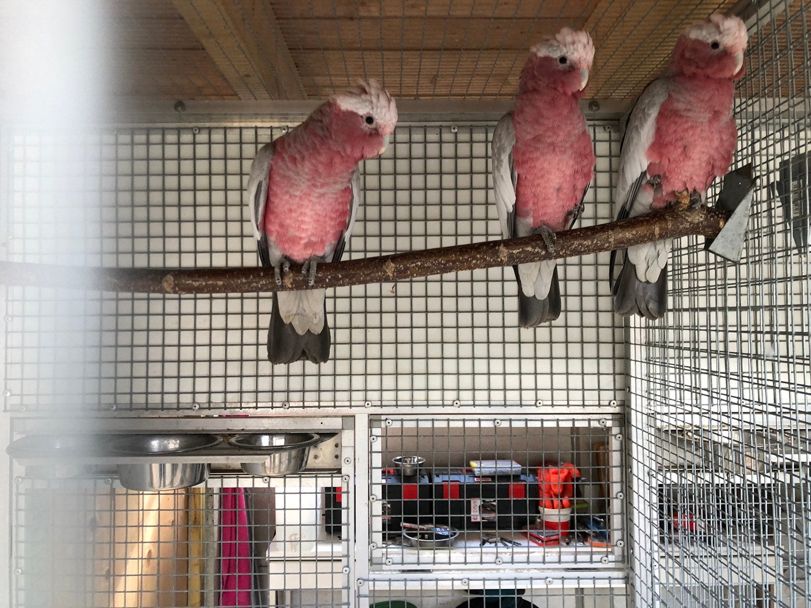 Koppel rose kaketoes 2026, Meerdere dieren, Papegaai, Geringd