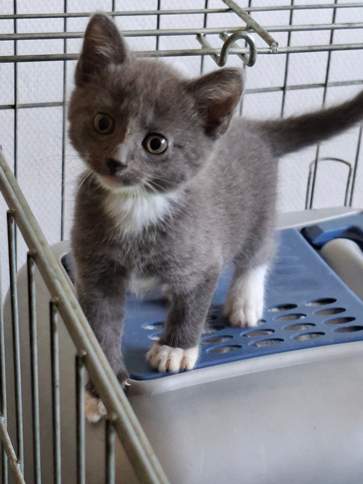 Blauw grijze kittens, schitterende aparte kleur!, Dieren en Toebehoren, Katten en Kittens | Raskatten | Korthaar, Meerdere dieren