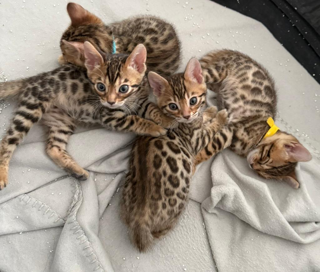 Prachtige bengaal kittens beschikbaar, Meerdere dieren