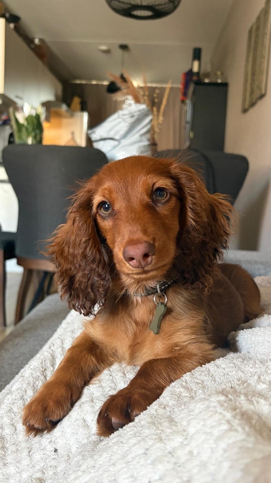 Teckel pup, Dieren en Toebehoren, Honden | Teckels en Dashonden, Reu, Langhaar, Dwerg, Particulier, Eén hond, Nederland, 15 weken tot 1 jaar