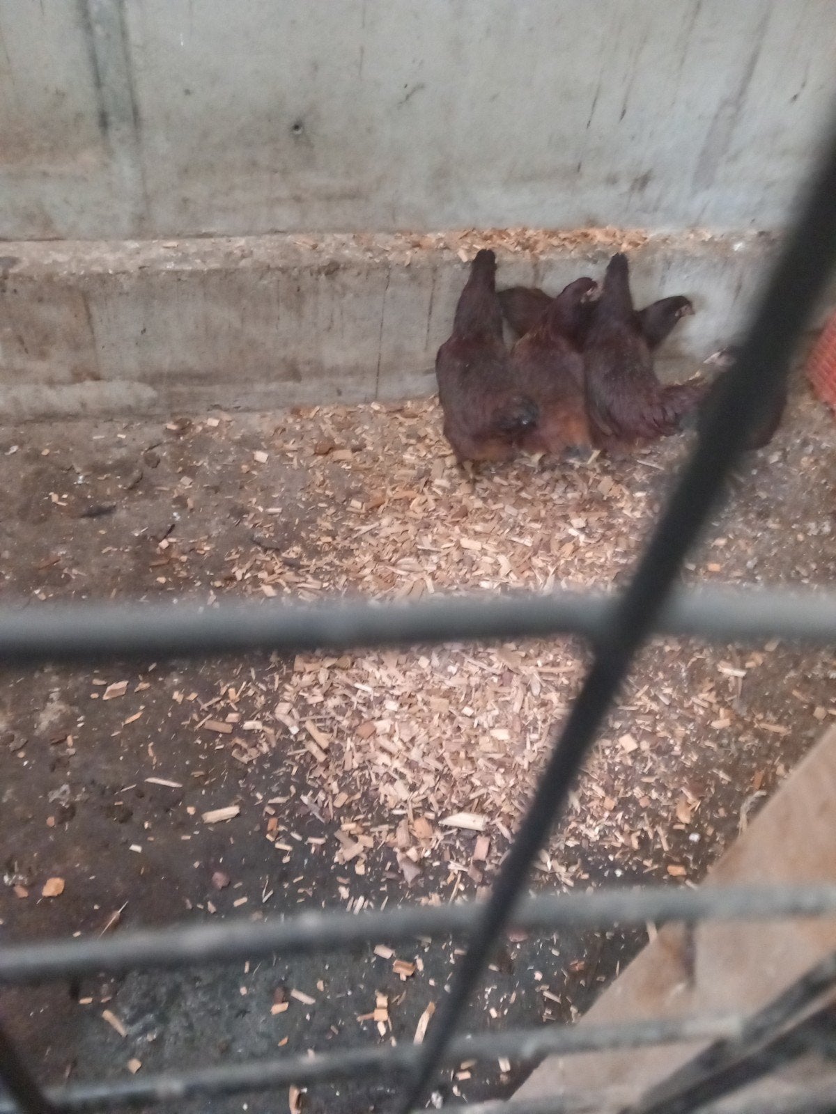 trio rhode island red, Dieren en Toebehoren, Meerdere dieren, Kip