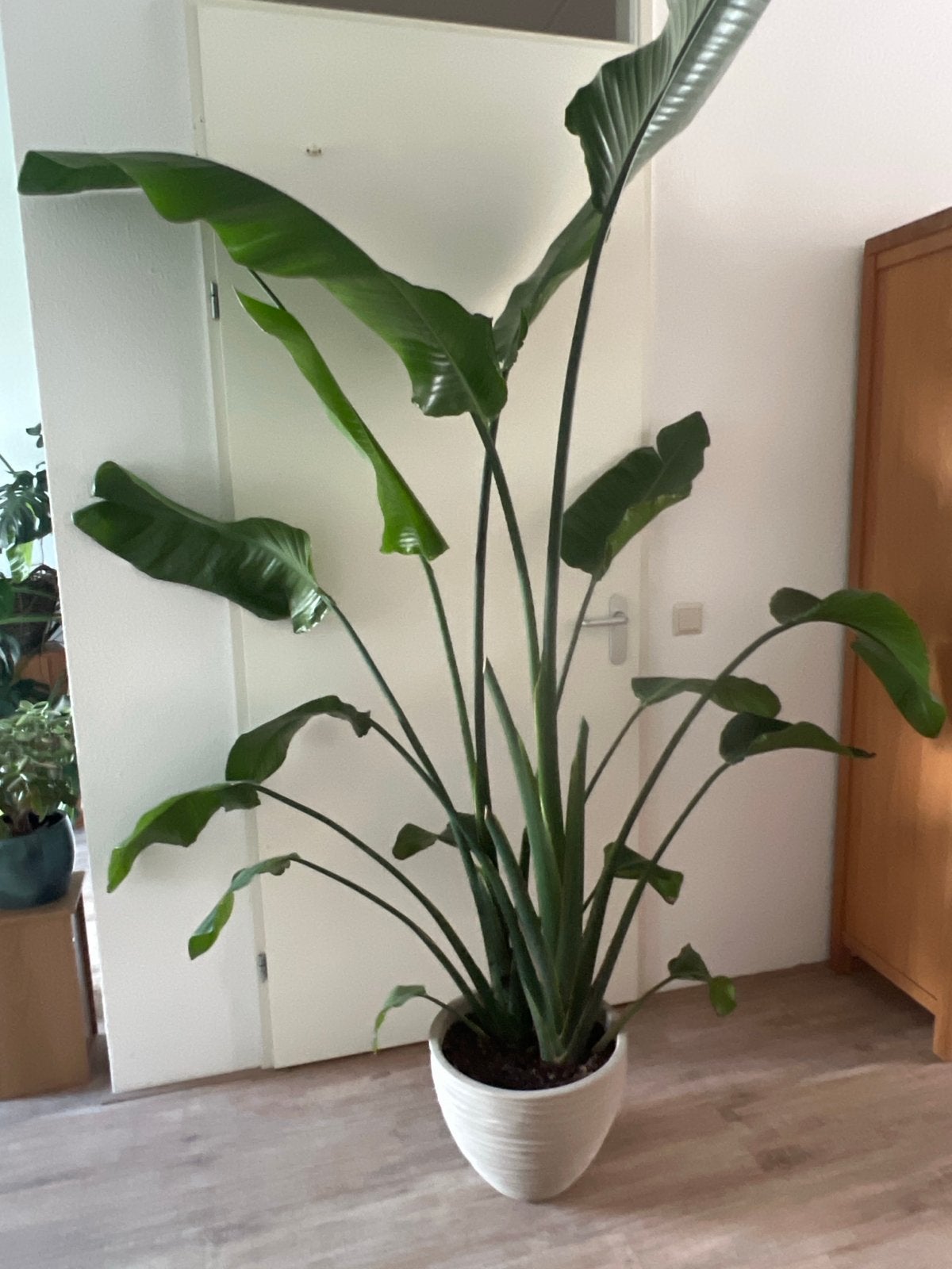 Strelitzia - MET pot, Huis en Inrichting, Kamerplanten, 200 cm of meer, Overige soorten, In pot, Groene kamerplant