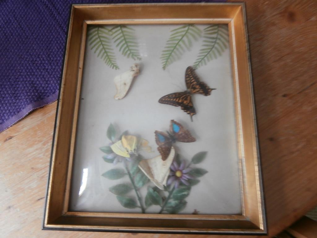 schilderij met opgezette vlinders in lijst antiek retro, Ophalen of Verzenden