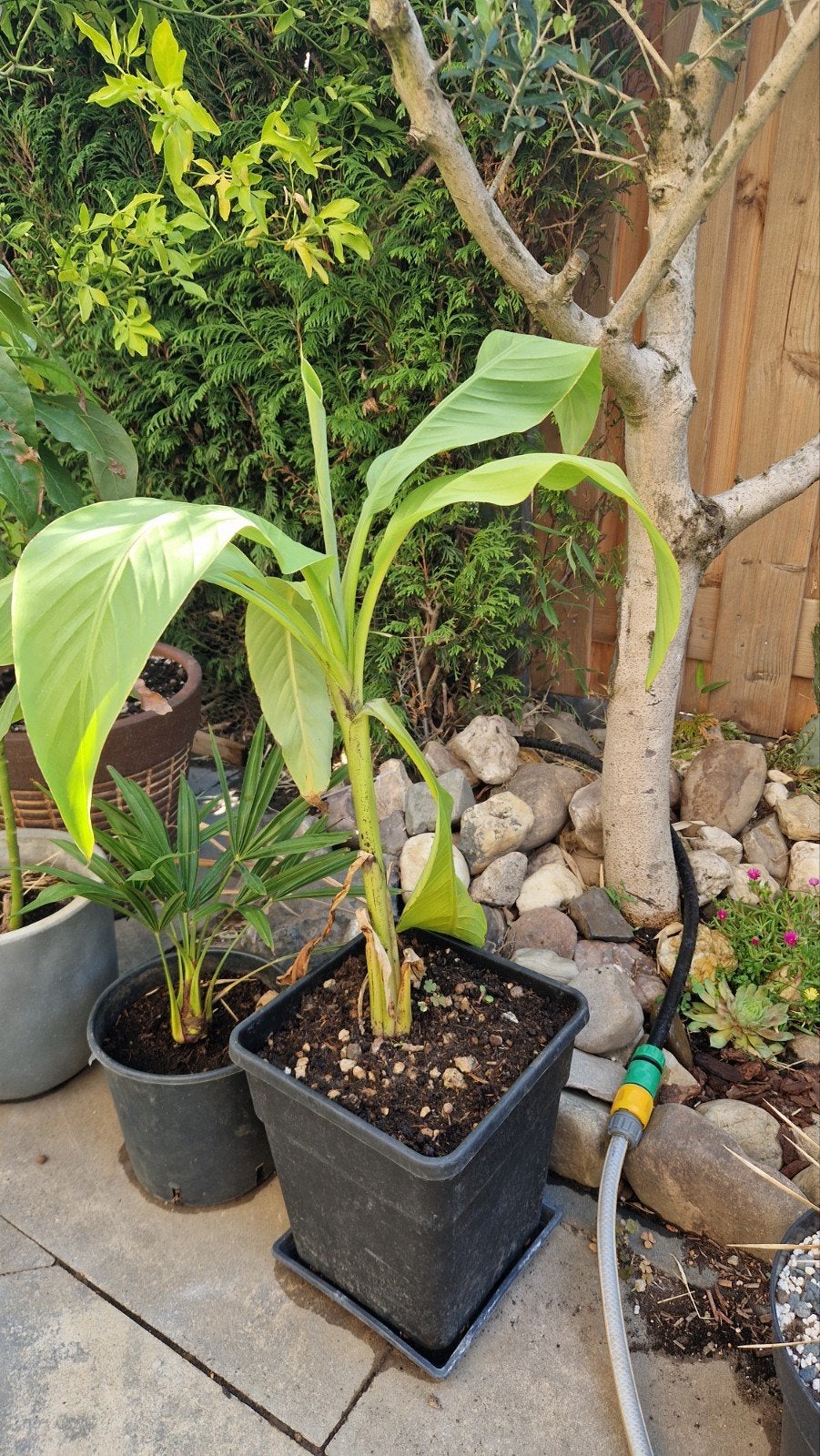 Musa Basjoo Bananenplant - Winterharde Tuinbanaan, Volle zon, Vaste plant, Bloeit niet, Ophalen
