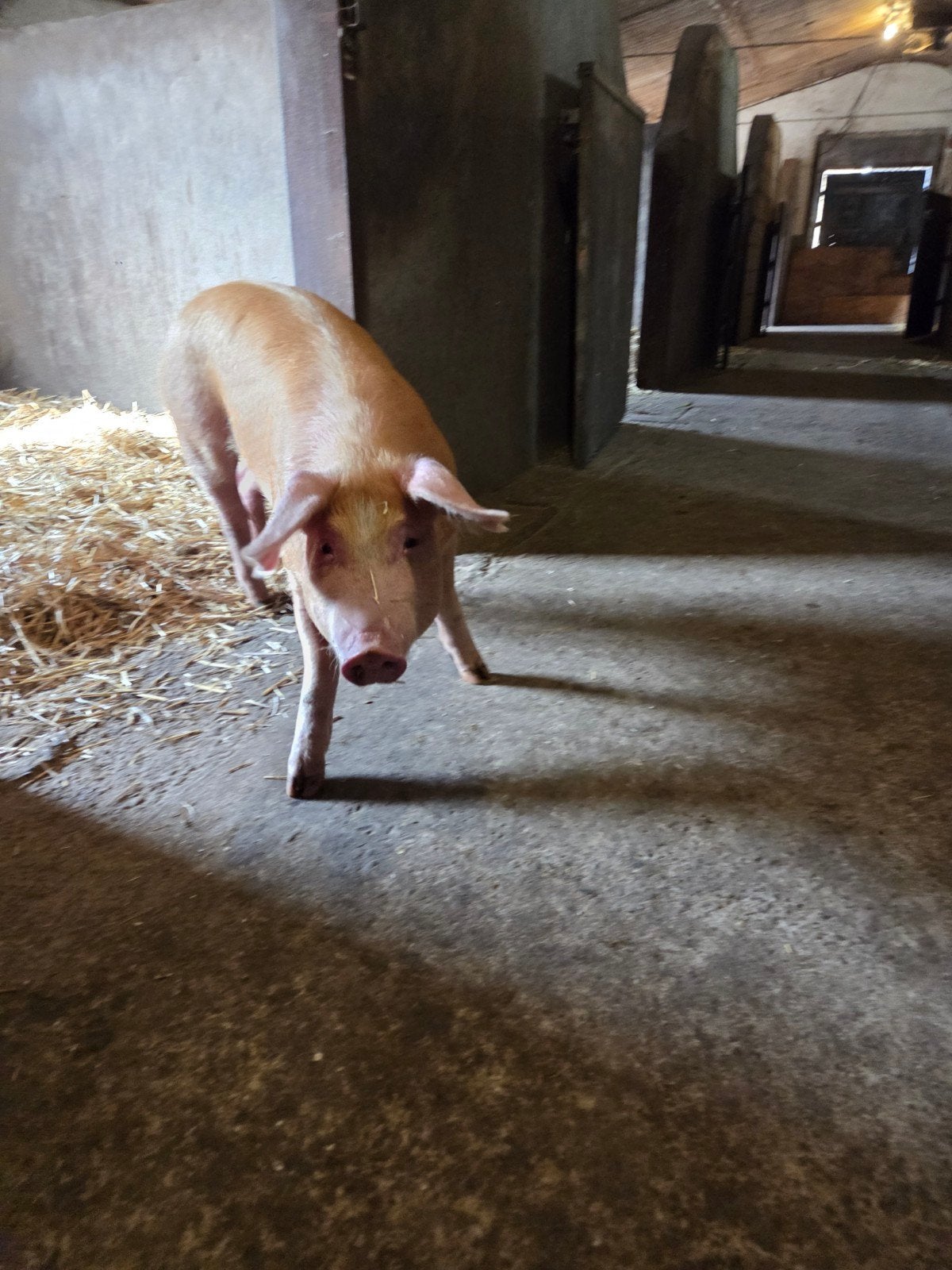 5 mnd oude varkens te koop