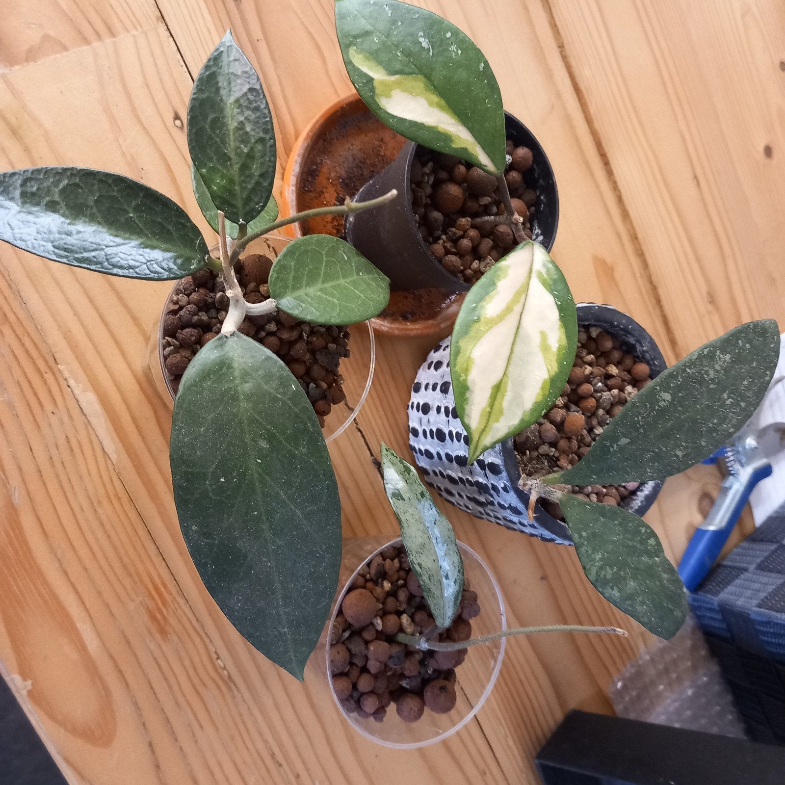 Hoya pakket., Huis en Inrichting, Ophalen of Verzenden, Halfschaduw, Minder dan 100 cm