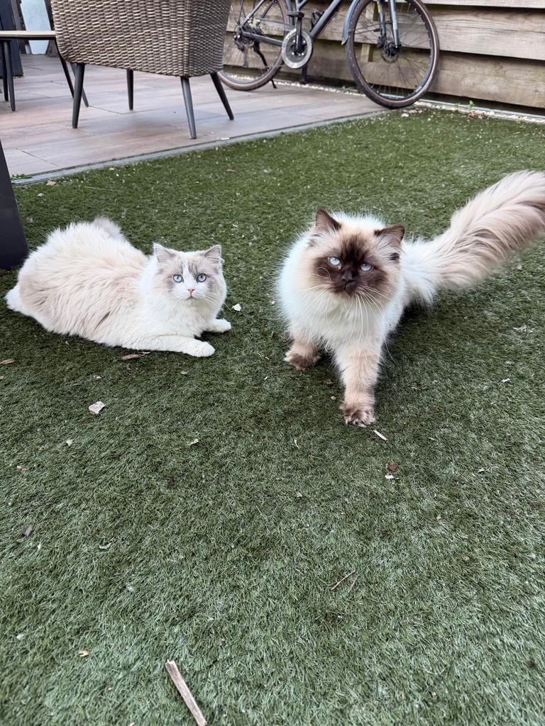 2 lieve katertjes ter herplaatsing, Dieren en Toebehoren, Katten en Kittens | Raskatten | Langhaar, Kater
