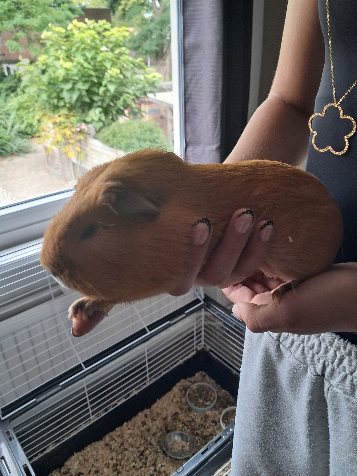 lieve cavia, Februari, Mannelijk, Cavia