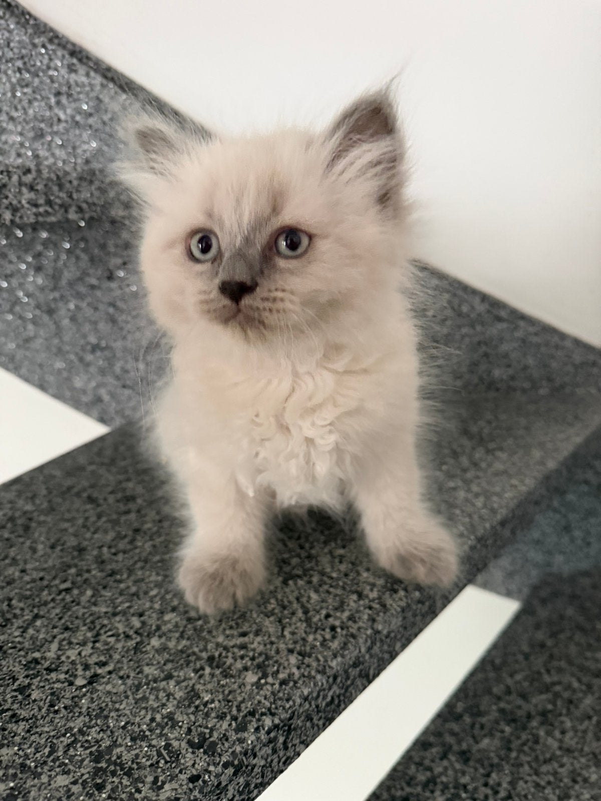 Ragdoll kittens, Meerdere dieren, Ontwormd