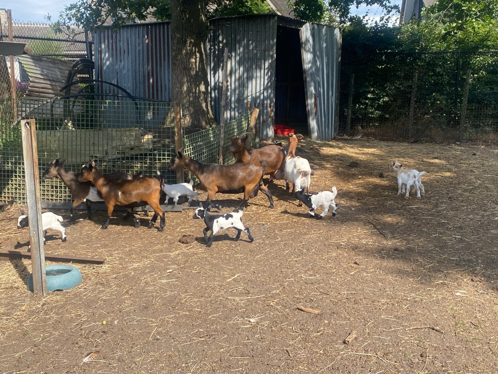 baby dwerg geitjes, Meerdere dieren, Geit, 0 tot 2 jaar