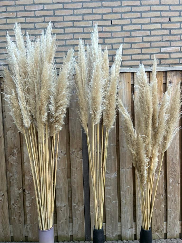 Pampasgras/Pampaspluimen van 140-240 cm, Huis en Inrichting, Ophalen, Zo goed als nieuw