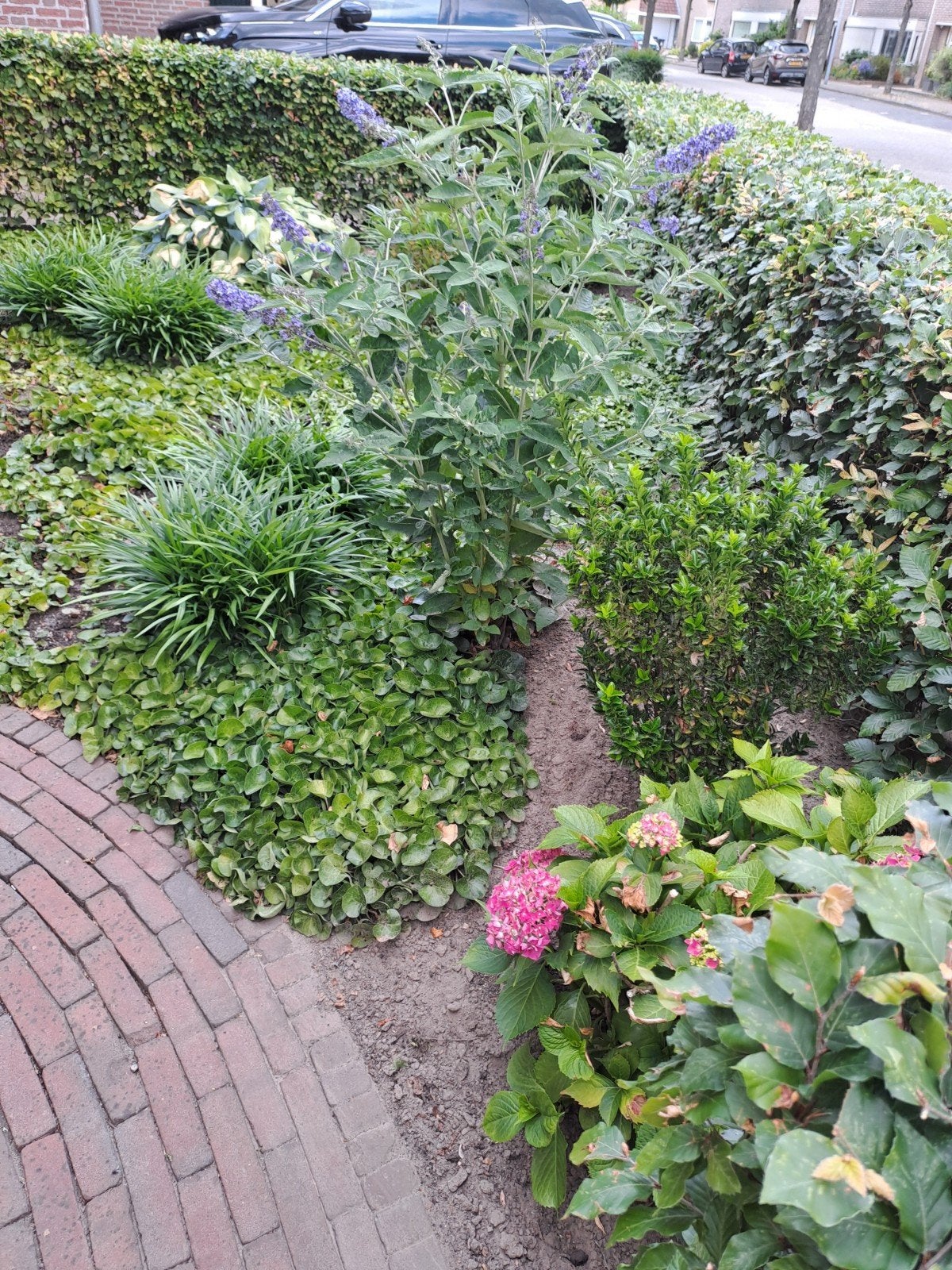 Te koop, prachtige planten, Tuin en Terras, Ophalen, Overige soorten, Minder dan 100 cm