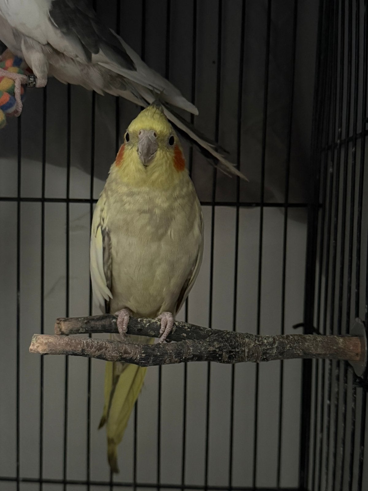 3 valkparkieten te koop, Dieren en Toebehoren, Meerdere dieren, Parkiet, Geringd