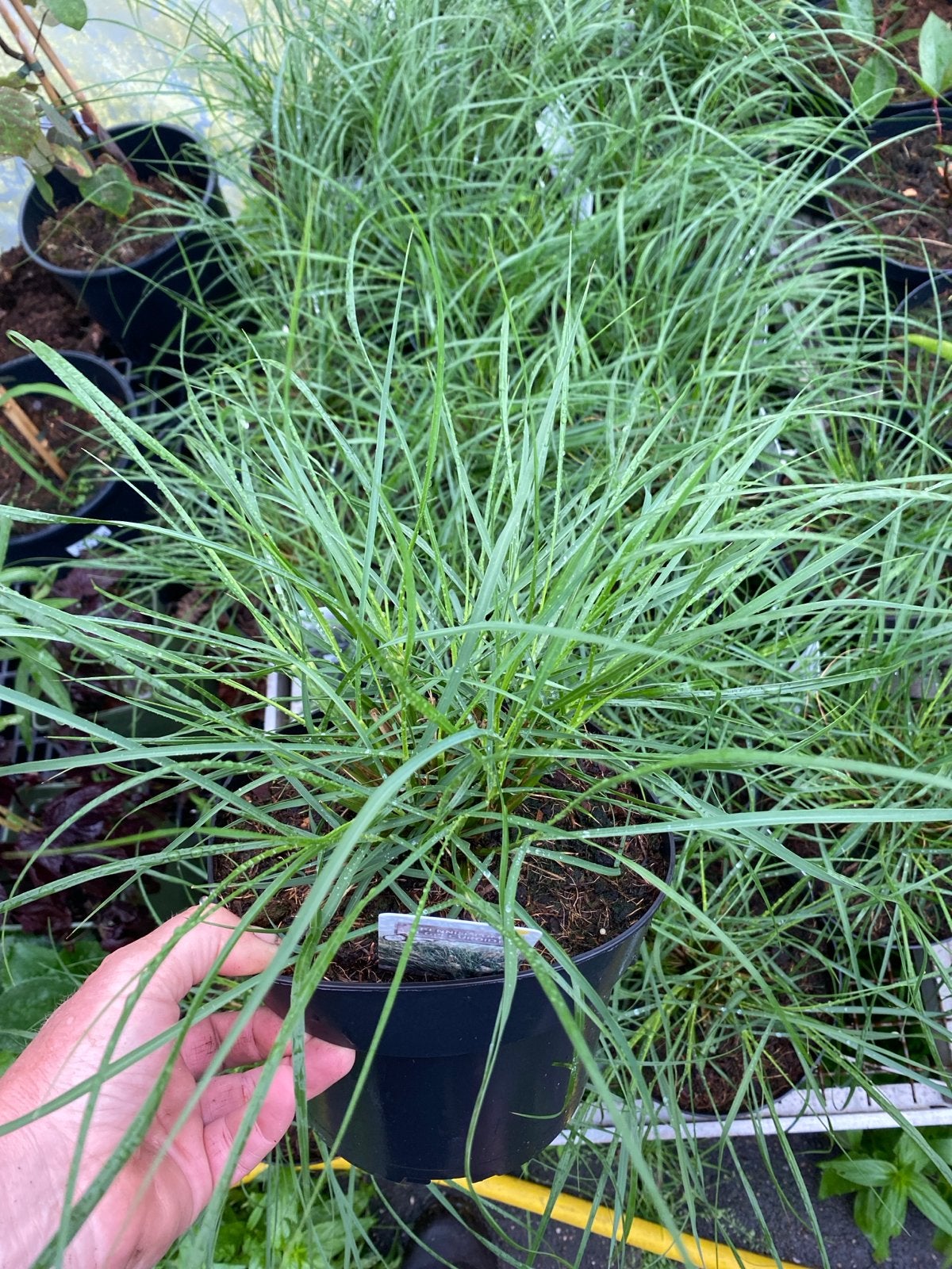 Pennisetum Alopecuroides 'Hameln' - Lampenpoetsersgras, Tuin en Terras, Ophalen, Volle zon, Vaste plant, Siergrassen