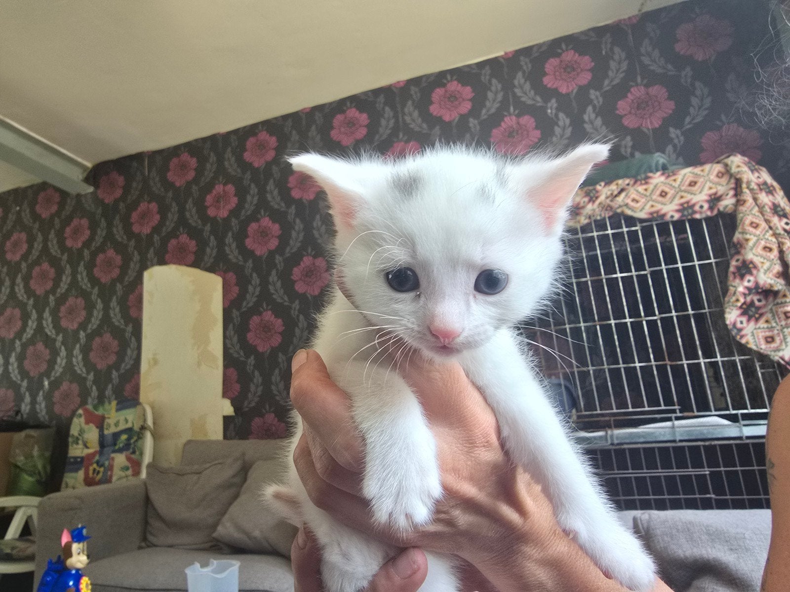 Prachtige kittens, Meerdere dieren, Ontwormd, 0 tot 2 jaar