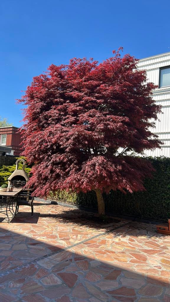 Unieke Japanse esdoorn boom, Tuin en Terras, Bloeit niet, Halfschaduw, 400 cm of meer, Overige soorten