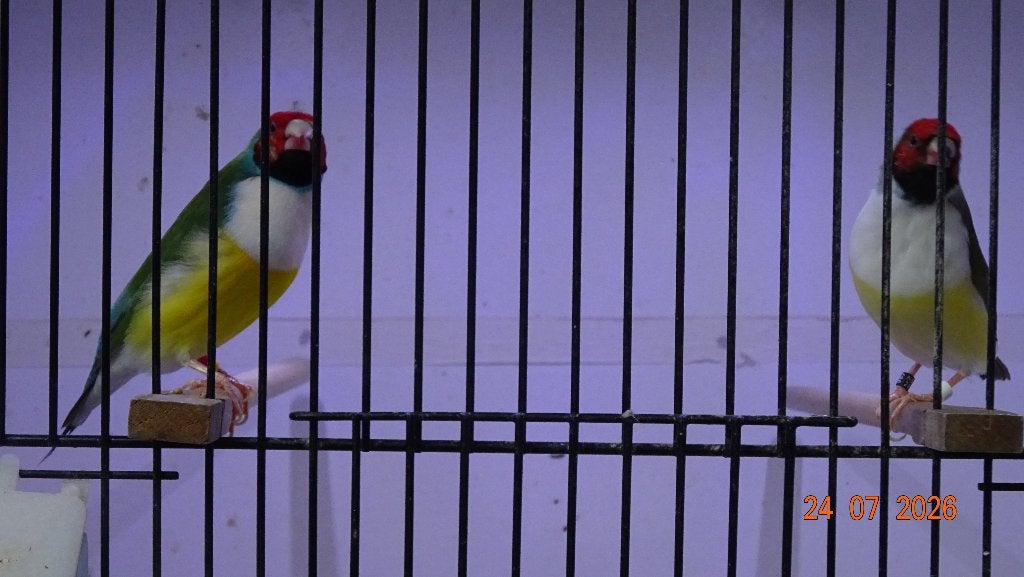 GOULD-AMADINES., Dieren en Toebehoren, Vogels | Overige Vogels, Meerdere dieren, Tropenvogel, Geringd