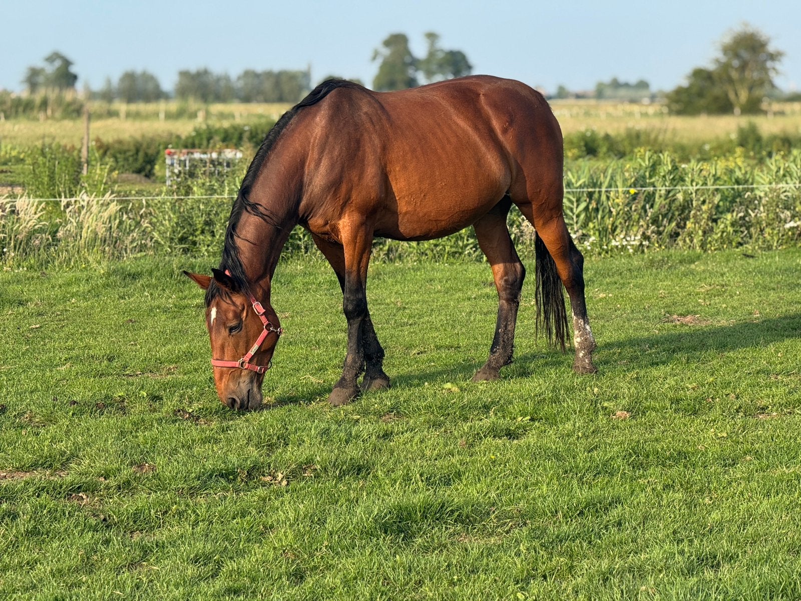 Mooie lieve ierse merrie, Dieren en Toebehoren, Paarden, Zadelmak, 11 jaar of ouder, Merrie, Gechipt