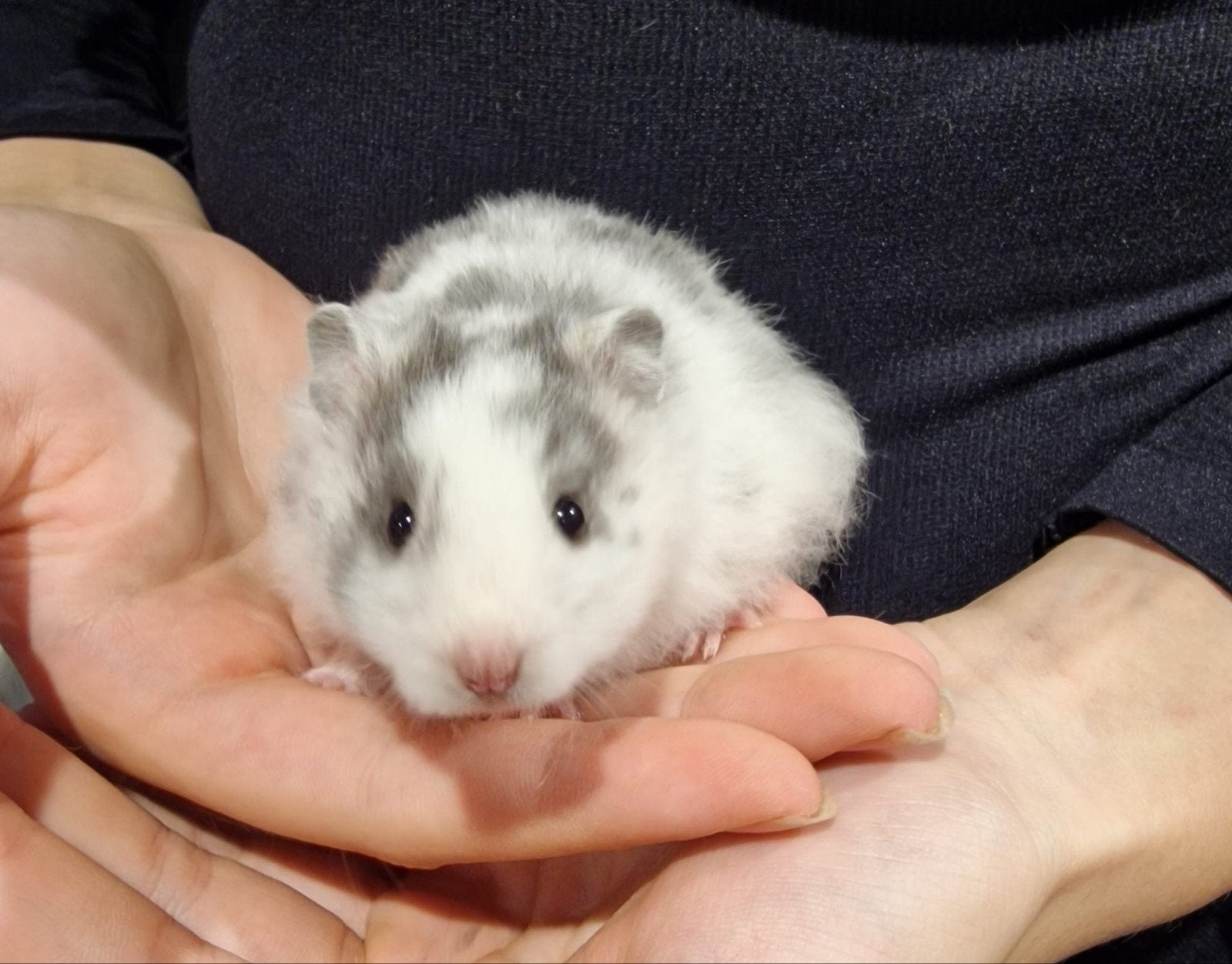Syrische hamsters super lief en super tam.
