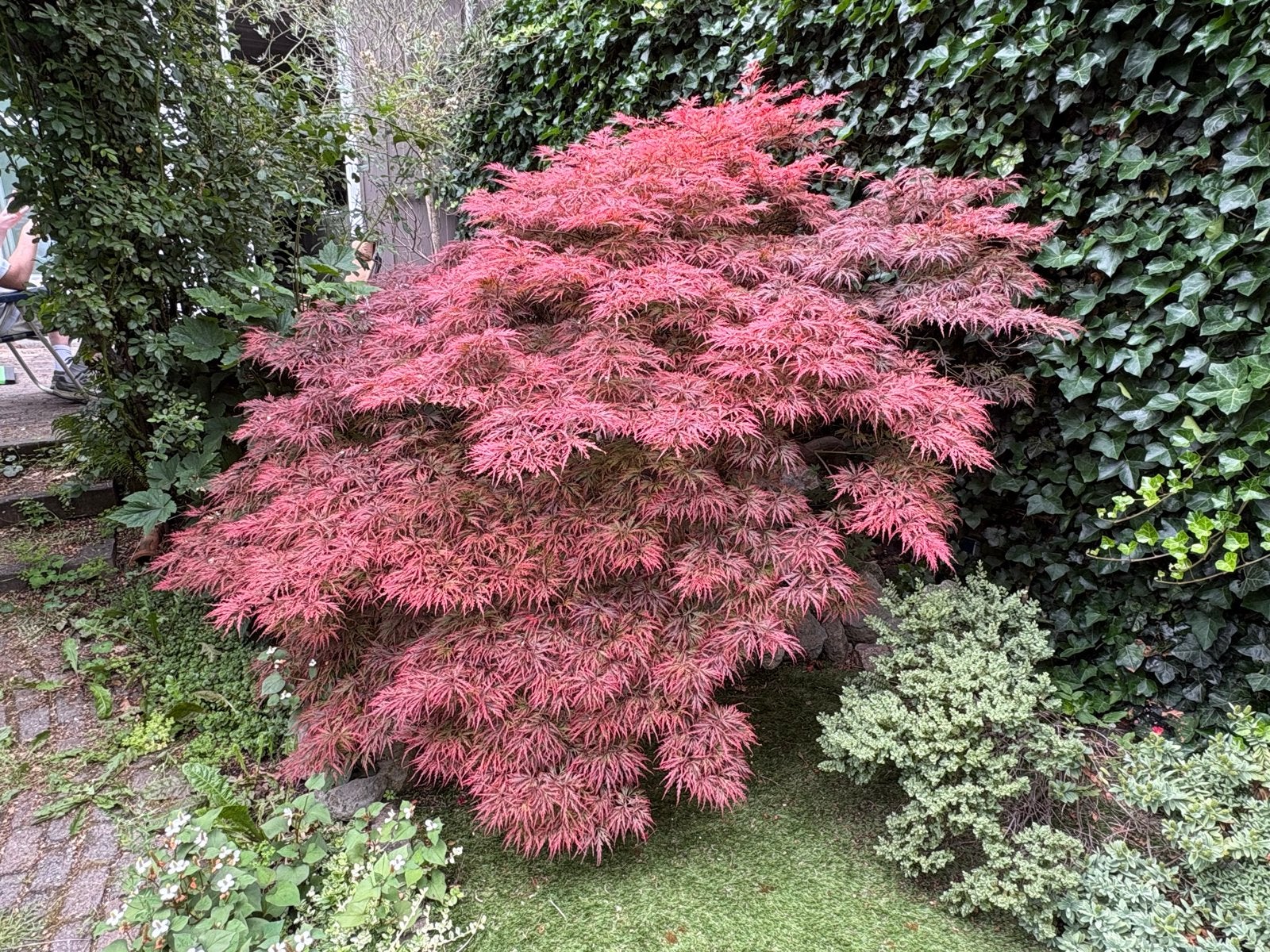 Japanse Esdoorn (Acer palmatum) - Rode Bladeren, Volle zon, Vaste plant, Lente, Ophalen