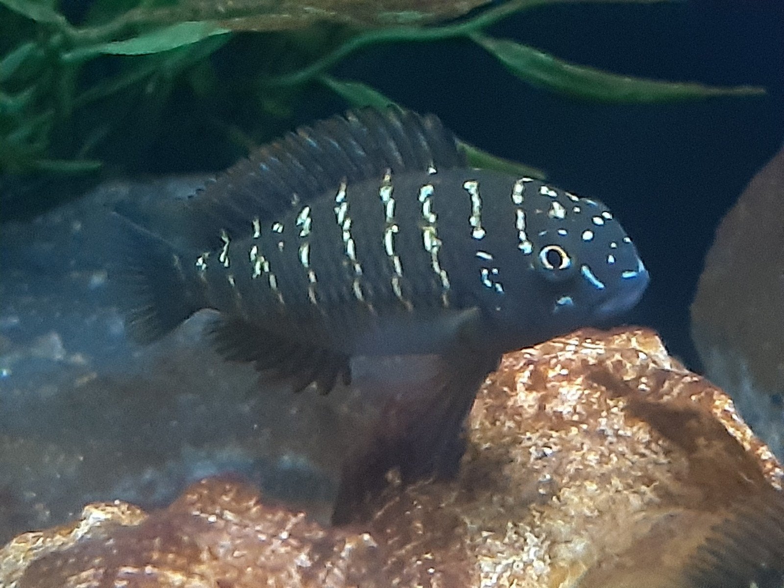 Tanganyika cichiden., Vis, Zoetwatervis, Schoolvis