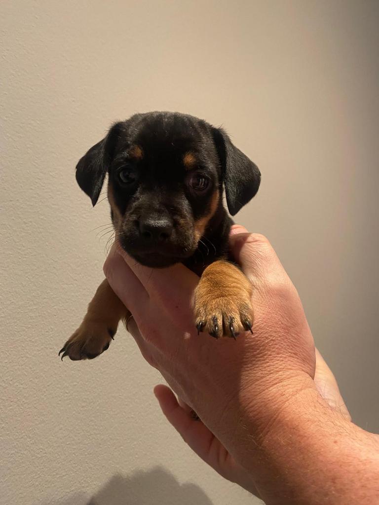 Jack Russel pup - black and tan reutje aangeboden!, Jack Russell Terriër, Reu, 8 tot 15 weken, Eén hond