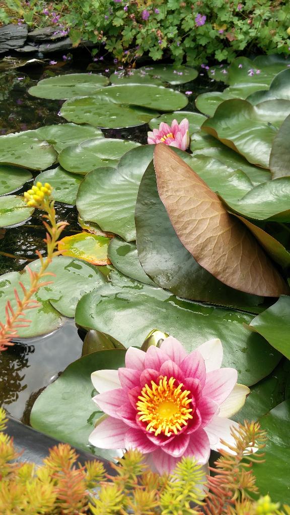 rode waterlelie planten, Ophalen, Volle zon, Vaste plant, Zomer