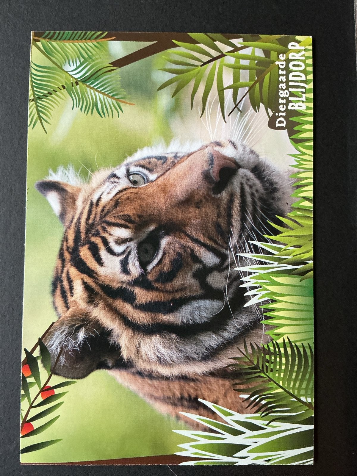 Diergaarde Blijdorp Ansichtkaart met Sumatranse Tijger, Ophalen of Verzenden, 1980 tot heden, Ongelopen, Zuid-Holland