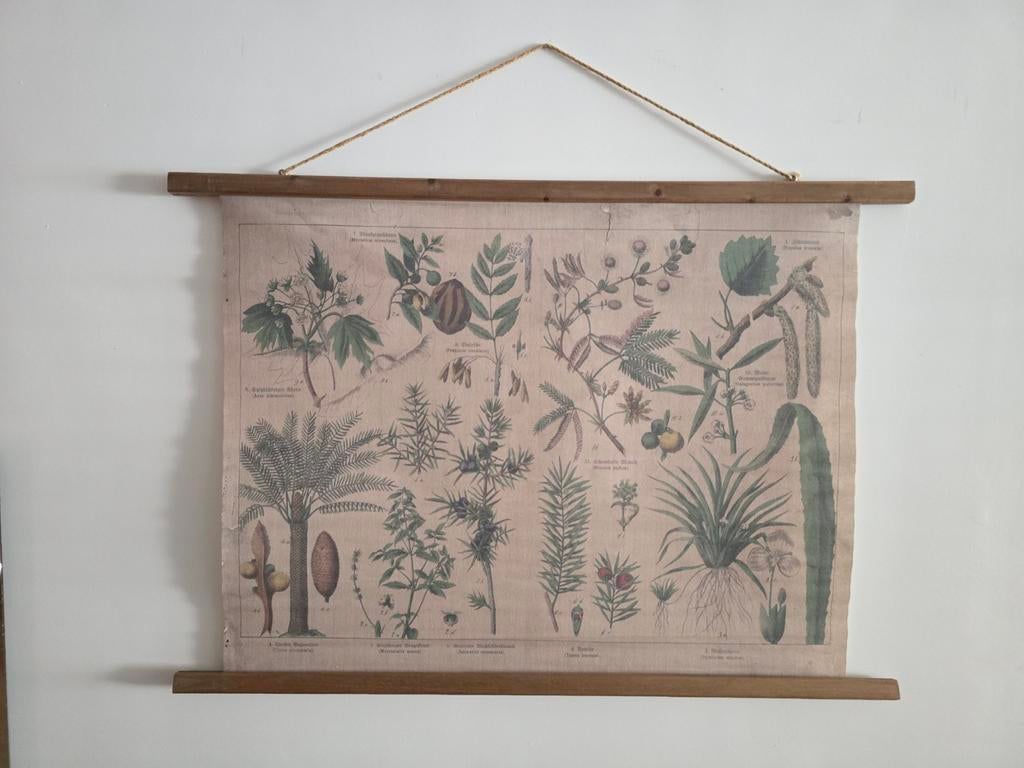 Vintage schoolplaat planten - Botanische wanddecoratie, Antiek en Kunst, Ophalen of Verzenden, Natuur en Biologie